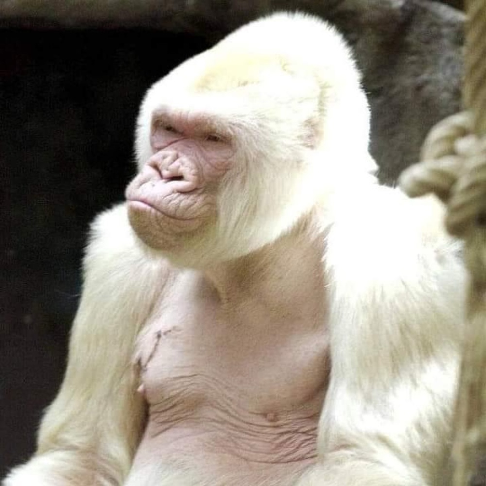 Meet your Posher, Charmaine